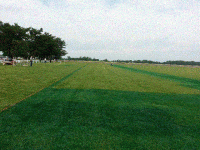 Initial Layout and Herbicide Applied - Filling In Runway